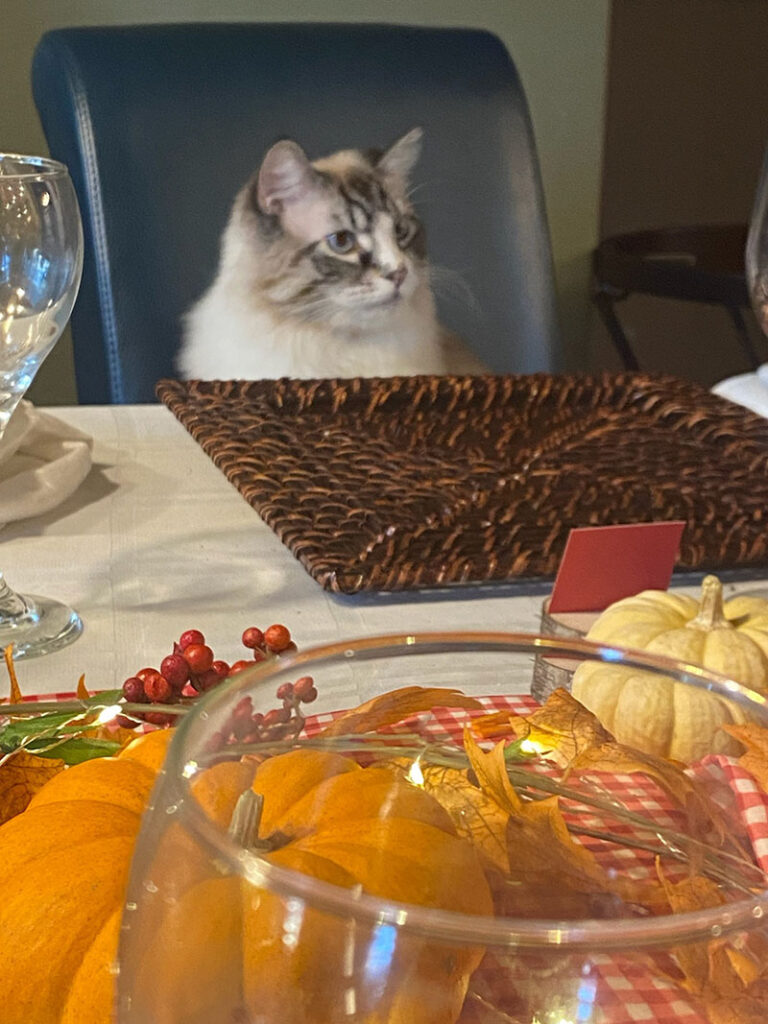 Cat sits at thanksgiving table